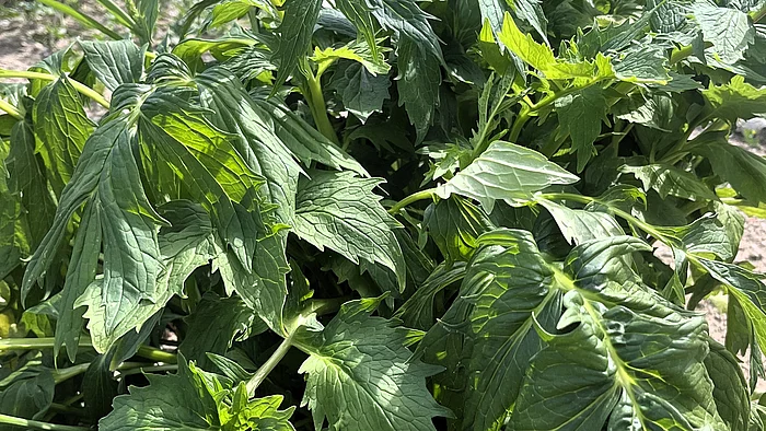 Ein dichter Baldrianbestand mit kräftigen grünen, gefiederten Blättern. Mehrere aufrechte Stängel tragen junge Blütenstände und bilden einen buschigen Pflanzenhorst.