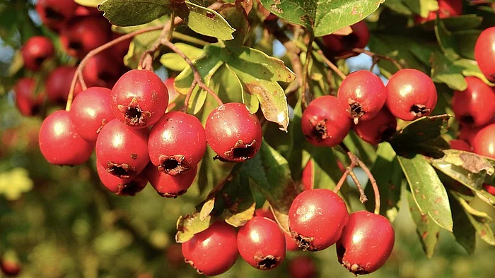 Ein Zweig des Weißdorns mit mehreren rundlichen, leuchtend roten Früchten hängt zwischen grünen, leicht gelappten Blättern. Die kleinen Früchte wachsen in dichten Gruppen am Ast und zeigen an der Unterseite die typische dunkle Blütennarbe. Das Sonnenlicht lässt die Früchte glänzen und hebt sie deutlich vom grünen Laub ab.