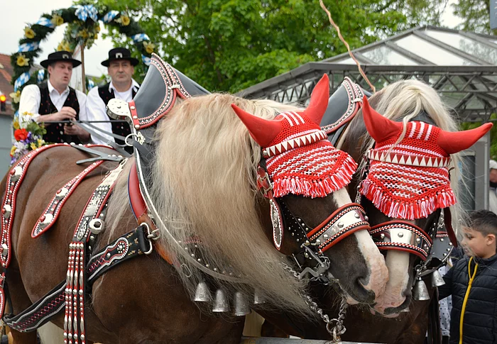 Zwei Haflinger an der Kutsche, während die Kutscher auf den Start des Festzugs warten.