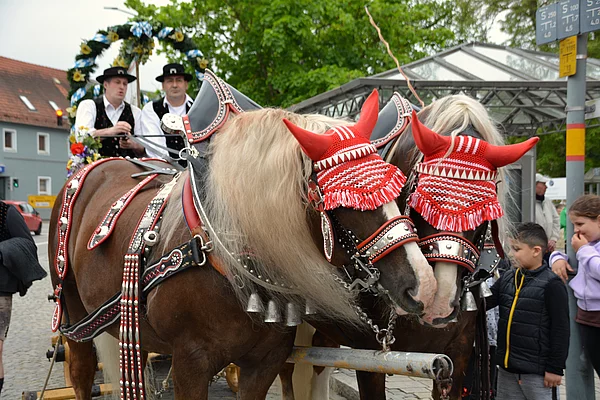 Zwei Haflinger an der Kutsche, während die Kutscher auf den Start des Festzugs warten.