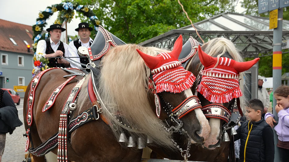 Zwei Haflinger an der Kutsche, während die Kutscher auf den Start des Festzugs warten.