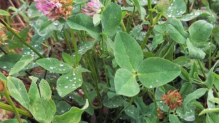 Rotklee (Trifolium pratense)
