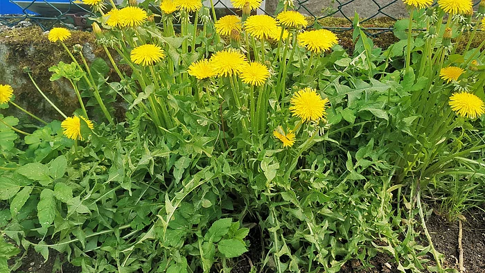 Löwenzahn (Taraxacum officinalis)