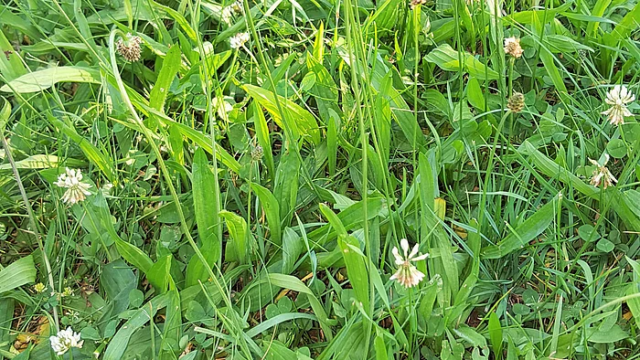 Spitzwegerich (Plantago lanceolata)